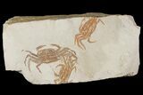 Three Miocene Pea Crab (Pinnixa) Fossils - California #177024-1